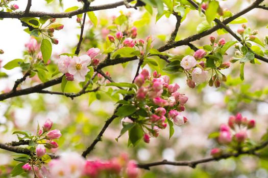 Blooming apple tree in spring after rain.