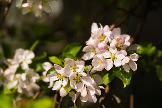 Background of apple tree branches with pink flowers on a sunny day.