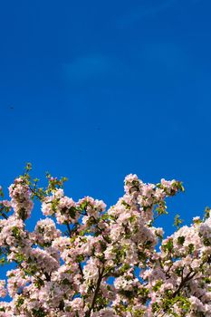 Background of apple tree branches with pink flowers on a blue sky background.