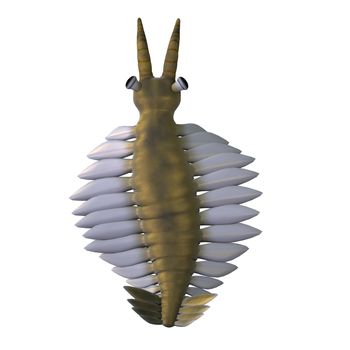 Anomalocaris was an arthropod predatory animal that lived in the seas of the Cambrian Age of British Columbia.