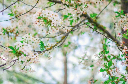 Cherry tree blossom in spring, close-up view, blurring background