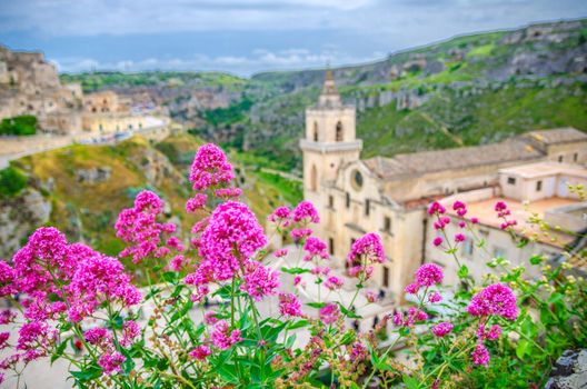 Red rose flowers and blurred background view of Church Chiesa San Pietro Caveoso, canyon and ravine with caves in historical centre old ancient town Sassi di Matera, Basilicata, Southern Italy