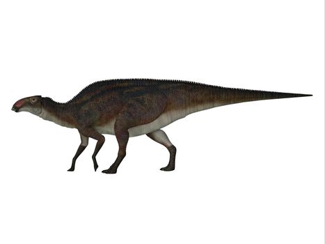 Brachylophosaurus was a herbivorous hadrosaur dinosaur that lived in North America during the Cretaceous Period.