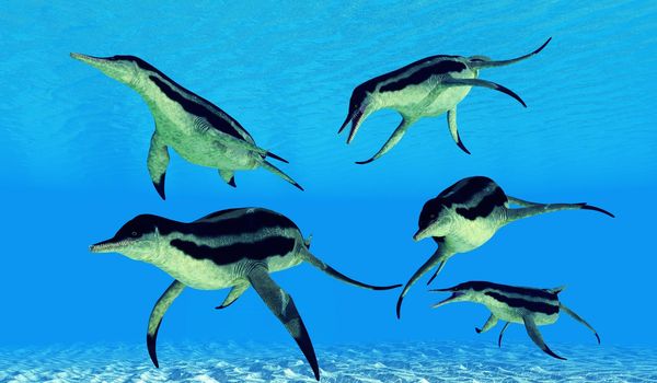 Dolichorhynchops was a aquatic carnivorous Plesiosaur that lived in the seas of the Cretaceous Period.
