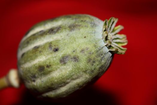 Opium fruit papaver somniferum family papavaraceae close up botanical background high quality big size print home decor agricultural psychoactive flowers