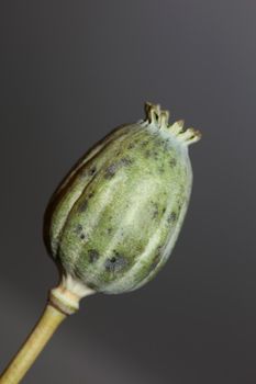 Opium fruit papaver somniferum family papavaraceae close up botanical background high quality big size print home decor agricultural psychoactive flowers