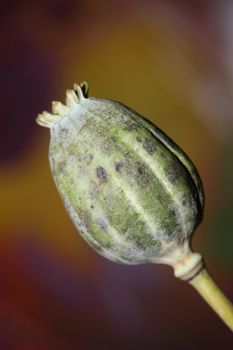 Opium fruit papaver somniferum family papavaraceae close up botanical background high quality big size print home decor agricultural psychoactive flowers