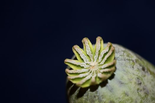 Opium fruit papaver somniferum family papavaraceae close up botanical background high quality big size print home decor agricultural psychoactive flowers