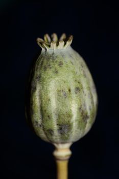 Opium fruit papaver somniferum family papavaraceae close up botanical background high quality big size print home decor agricultural psychoactive flowers