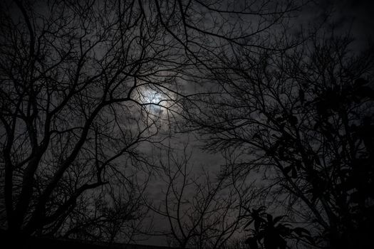 The full moon in cloudy sky seen through branches of trees at night. Selective focus