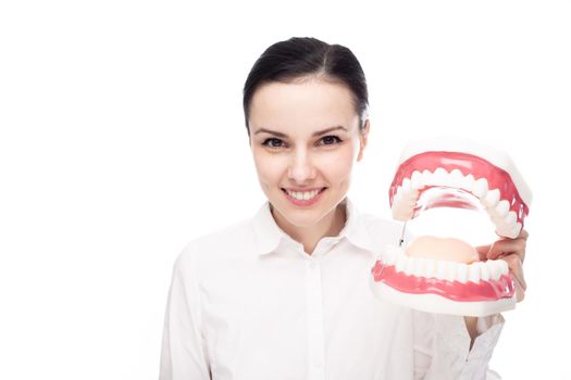 a female dentist in a white shirt holds a large jaw with teeth in her hands, white background. High quality photo