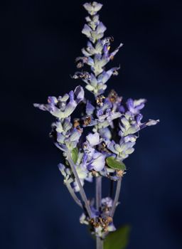 Flower blossom salvia divinorum family lamiaceae close up botanical background high quality big size prints home decor agricultural psychoactive flowers