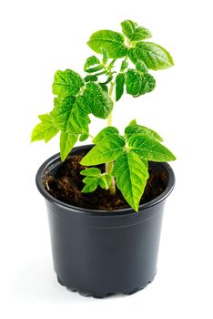 Green tomato seedling sprouts in black pot isolated on white background Spring concept for gardening. Spring concept for gardening, the plant ready for greenhouse. seedlings tomato with water drops in peat pots