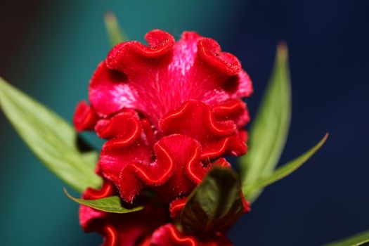 Red flower blossom close up celosia argentea family amaranthaceae botanical background high quality big size prints