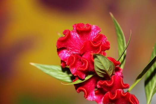 Red flower blossom close up celosia argentea family amaranthaceae botanical background high quality big size prints