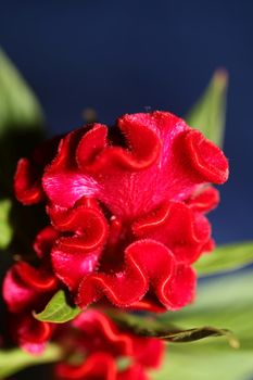 Red flower blossom close up celosia argentea family amaranthaceae botanical background high quality big size prints