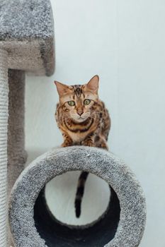 Young cute bengal cat laying on a soft cat's shelf of a cat's house indoors.