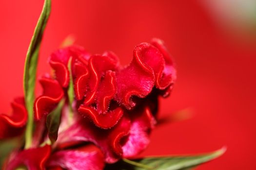 Red flower blossom close up celosia argentea family amaranthaceae botanical background high quality big size prints