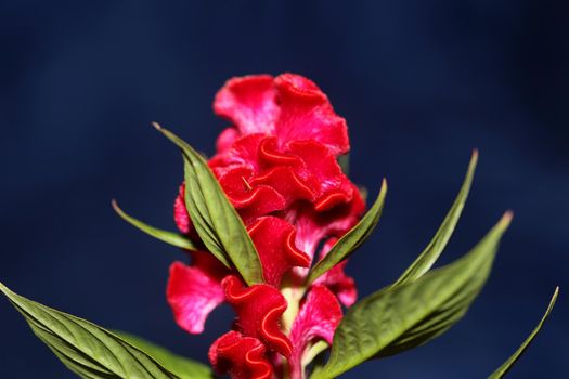 Red flower blossom close up celosia argentea family amaranthaceae botanical background high quality big size prints