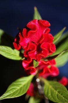 Red flower blossom close up celosia argentea family amaranthaceae botanical background high quality big size prints