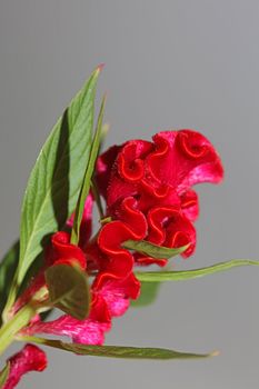 Red flower blossom close up celosia argentea family amaranthaceae botanical background high quality big size prints