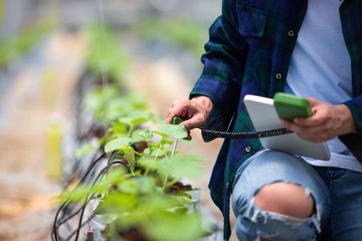 Smart farm, Farmer using tablet computer control agricultural system in greenhouse