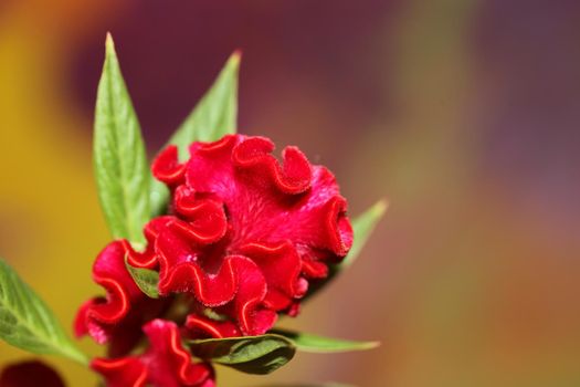 Red flower blossom close up celosia argentea family amaranthaceae botanical background high quality big size prints