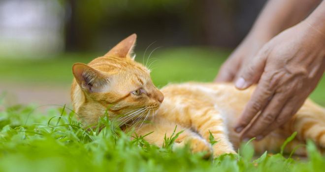 Asian middle aged relaxing with cat in backyard.