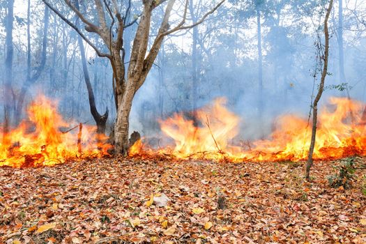 wildfire in tropical forest ,Thailand