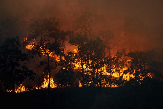 Forest fire is burning primarily as a surface fire, spreading along the ground