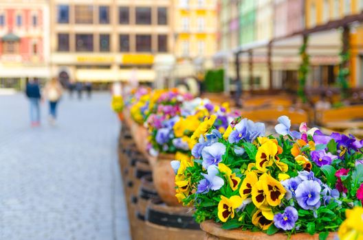 Colorful multicolored flowers pansies in pots on Rynek Market Square in old town historical city centre of Wroclaw, blurred buildings, Poland