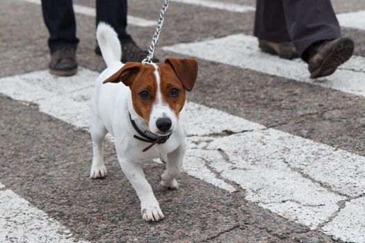 Funny Jack Russell Terrier with metal leash is walking next to his owner along the street at a pedestrian crossing