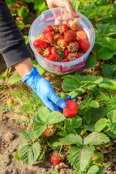 Female farmer are holding red ripe strawberry in one hand and plastic bowl in the other hand. Selective focus on hand with berry