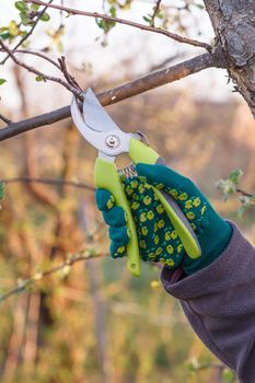 Female farmer look after the garden. Spring pruning of fruit tree. Woman with pruner shears the tips of apple tree