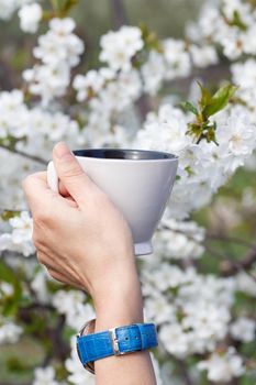 Female hand with wrist watch holds a white porcelain cup with flowering cherry tree on the background. Selective focus on cup