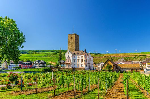 Vineyards green field with grapevine wooden poles and stone tower building in Rudesheim am Rhein historical town centre, blue sky background, State of Hesse, Germany