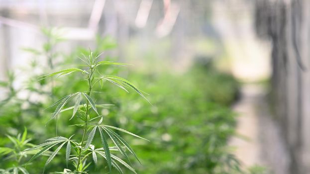 Cannabis plants ready for harvest in a greenhouse. Alternative herbal medicine, health, hemp industry concept.