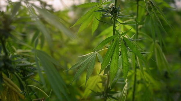 Close up growing organic cannabis in greenhouse. Agriculture and legal cbd marijuana concept.