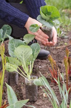 Woman holds cabbage seedlings in plastic pots with soil ready to plant in the garden. Cultivation of vegetables