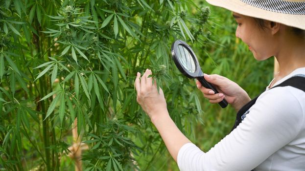 Young farmer checking and taking care cannabis plants in greenhouse. Agriculture and legal cbd marijuana concept.
