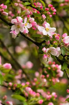 Blooming apple tree in spring after rain.