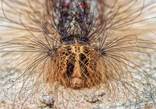 The caterpillar's face in close-up. Close portrait of hairy caterpillar