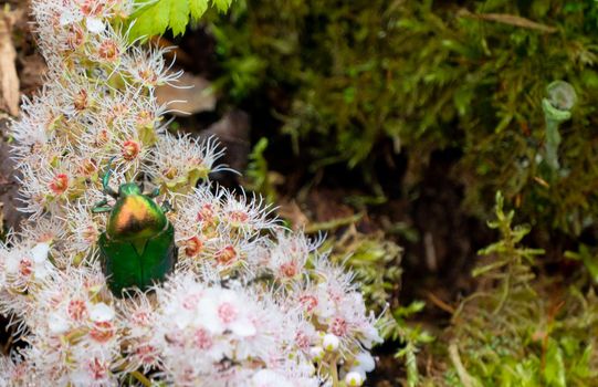 Rose chafer - Cetonia aurata - on flowers of Spirea bumalda. High quality photo