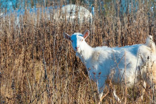 Goat eating withered grass, Livestock on a autmn pasture. White goat. Cattle on a village farm. High quality photo