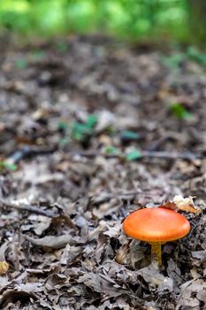 Vertical photo of single young mushroom in the right corner. Blurred Background