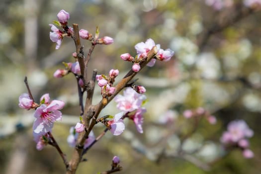 Spring blossoms tree. A tree branch in springtime. Springtime nature background