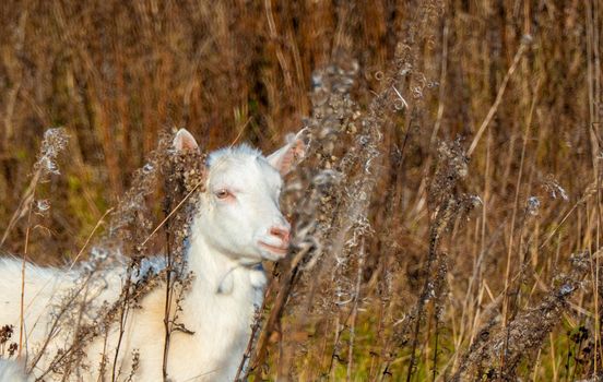 Goat eating withered grass, Livestock on a autmn pasture. White goat. Cattle on a village farm. High quality photo