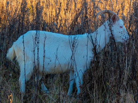 Goat eating withered grass, Livestock on a autmn pasture. White goat. Cattle on a village farm. High quality photo