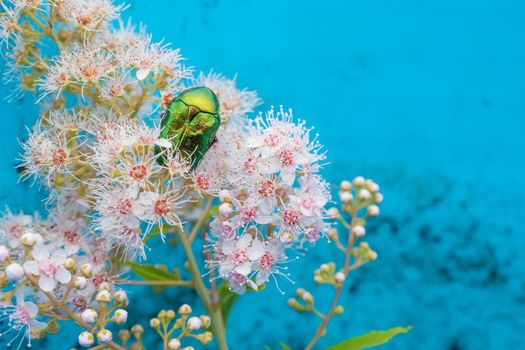 Rose chafer - Cetonia aurata - on flowers of Spirea bumalda. High quality photo