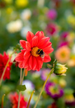 The bee collects pollen from red bloom. A bug pollinates a beautiful red flower in the garden.